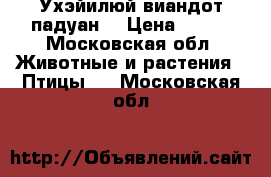 Ухэйилюй виандот падуан  › Цена ­ 150 - Московская обл. Животные и растения » Птицы   . Московская обл.